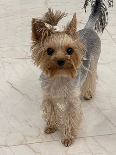 A Yorkshire Terrier lies on a light-colored, tiled floor. The dog has long, light brown fur around its face, with a white hair tie visible on the left side of its head. Its eyes are black and shiny. The fur on the dog's body transitions from gray at the top of its back to light brown/blonde on its legs and underside. The tail appears to be dark in color. The location is Малые Кабаны, Russia.