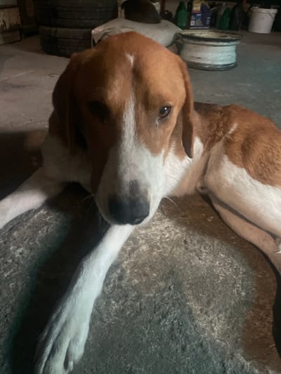 A dog with white and brown fur is lying on a gray concrete surface. The dog has a white muzzle and chest, and brown patches on its head and back. It is indoors, next to a shelf with objects on it. The location is Olginka, Russia.