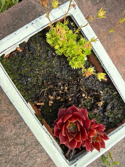 An overhead shot focuses on a rectangular planter containing two types of succulents. In the lower right quadrant, two vibrant red succulents, likely Hens and Chicks, are nestled together. The larger one is in the foreground, with tightly packed, pointed leaves. To its left and slightly behind, a smaller, similar succulent is visible. The planter's interior is filled with dark soil and patches of green moss. In the upper half of the planter, a cluster of lime-green, bushy succulents with thin, dry stalks bearing small yellow flower remnants are growing. The planter itself has a light blue-green glazed rim with visible brushstrokes and a slightly chipped texture. The planter rests on a textured reddish-brown surface, possibly brick or stone. The background is slightly blurred but suggests an outdoor environment. The scene is devoid of any human presence or activity.