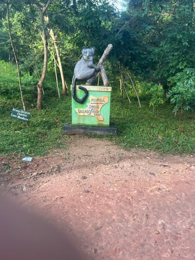 The image captures a sign in Kisanga, Tanzania, advertising a Komba dwarf galago bush baby. The sign is positioned near a dirt road and lush vegetation. A sculpted gray bush baby is attached to a branch above the sign. Another sign indicating "bot name: Syzigium cuminii, L. name: Mzambarau" is visible in the lower left.