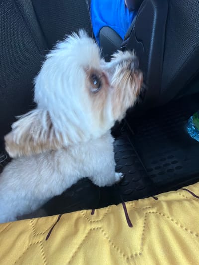 A close-up, slightly blurry shot shows a small, white and tan dog with fluffy fur sitting in the back seat of a vehicle. The dog's head is turned to the right, and its eyes are visible. The dog is positioned on a black floor mat, with a yellow quilted blanket in the foreground. A dark gray seat back is visible to the left, and a black plastic trim piece is to the right. The background shows a hint of a blue shirt. The image appears to have been taken indoors, possibly within the city limits of Domodedovo, Russia, given the vehicle's context.