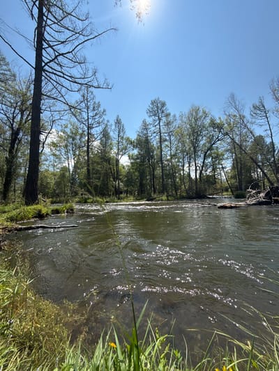 The image depicts a tranquil river scene set against a backdrop of lush green trees and a clear blue sky. The sun shines brightly, casting a warm glow on the water, creating sparkling reflections. The river flows gently, with some visible ripples on its surface. On the left bank, tall trees stand prominently, their branches reaching towards the sky, some appearing bare. The right bank is lined with dense foliage, suggesting a forest. In the foreground, tall grass and some yellow wildflowers grow along the river's edge. Several fallen logs are scattered in and around the water, adding to the natural, untouched ambiance. The scene is peaceful and appears to be in a natural, possibly remote location. The image is likely taken in Bichiktu-Boom, Russia, given the context provided.