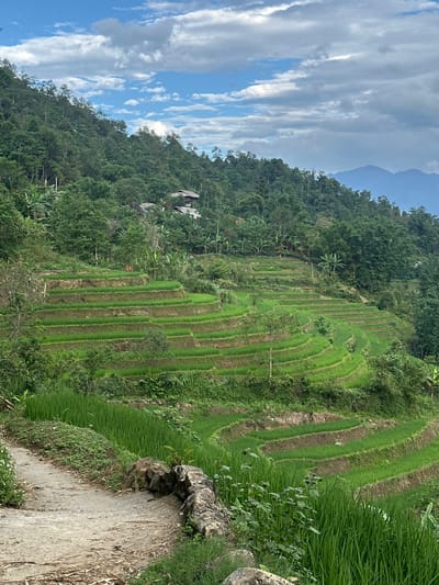 The image shows terraced rice fields in Bản Hồ, Vietnam. The fields are carved into the hillside and are lush green, alternating with brown earth embankments. Dense green vegetation covers the hillside above the rice paddies. In the distance, more mountains and a cloudy sky are visible. A small building can be seen nestled among the trees. The foreground includes a rocky dirt path. No people or animals are visible in the scene.