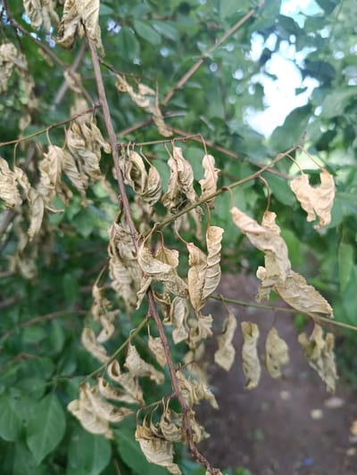 The image shows a close-up of a tree branch with several dried, curled, and brown leaves hanging from it. The branch is thin and brown, with some smaller twigs also visible. In the background, out of focus, are green leaves, suggesting a living tree, and a blurred earthy path. The lighting suggests it is daytime. The scene appears to be a natural outdoor environment, possibly a park or garden. There are no people or animals visible in the image.