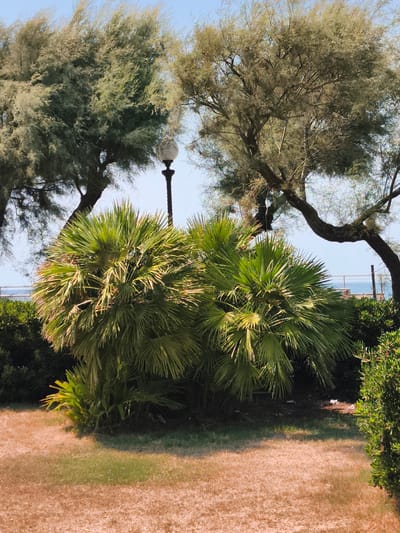 The image depicts a park area with two large, wind-blown trees in the background, their branches covered in fine foliage. In the foreground, two bushy palm plants are prominent, with lush green fronds. A single lamppost stands between the larger trees. The ground is covered with patchy dry grass and some areas of greener grass. Beyond the foliage, a glimpse of the sea and a railing can be seen, suggesting a coastal location. There are no people visible in the scene. The scene appears to be a well-maintained public garden.