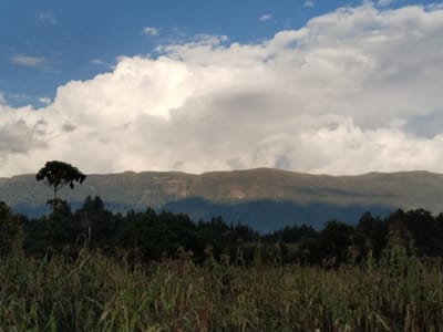 This image depicts a rural landscape in Ndiara, Kenya, under a partly cloudy sky. The foreground features a dense field of tall, mature vegetation, consistent with maize or sorghum, exhibiting dry, brown, and muted green stalks and leaves. In the midground, a dark green tree line spans horizontally across the frame. A single, tall tree with a broad, flat canopy and dark foliage stands prominently on the left side, rising above the general tree line. The background is dominated by a range of mountains or large hills, with their lower slopes covered in dark green forest. A distinct horizontal shadow line crosses these lower mountain slopes. The upper mountain sections are lighter in tone, suggesting varied vegetation or direct sunlight. The sky, occupying the upper portion of the image, contains large, white cumulus clouds, with segments of clear blue sky visible, particularly towards the upper left. No people, animals, or man-made structures are visible.