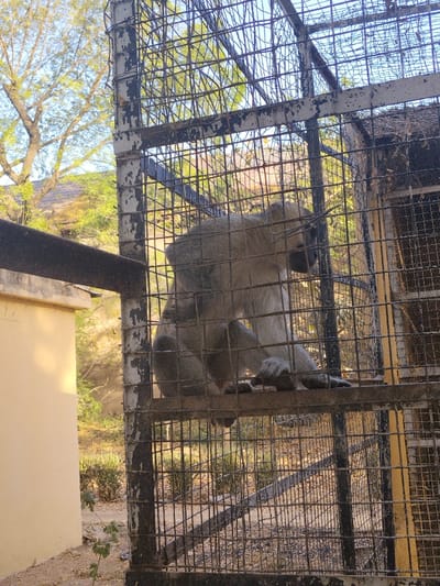 The scene is a daylight view of a light-colored monkey contained within a metal cage, located in Garun Gawa, Nigeria. The monkey, positioned centrally and to the right, sits on an interior horizontal bar, oriented facing right with its head slightly lowered. The cage consists of dark, weathered metal bars arranged in a grid pattern, exhibiting visible rust and peeling paint. To the left of the cage, a section of a light-colored building wall, possibly beige or cream, is partially illuminated by direct sunlight, with a dark, flat structural element extending horizontally above it. The background, visible through and beyond the cage, displays an outdoor environment featuring sparse trees with light green foliage and bare branches against a bright, clear sky. The ground directly beneath the cage and extending into the background appears to be dry earth with minimal vegetation.