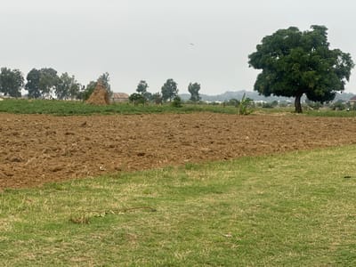 The image depicts an agricultural scene in Bar Gada, Nigeria. The foreground consists of a field divided into two sections: one covered in green grass, the other in tilled brown soil. In the mid-ground, there is a line of trees, a termite mound, and what appears to be a small building. A solitary, large tree with a dense canopy stands to the right. A bird is visible in the sky. The background shows distant hills. The weather appears overcast.