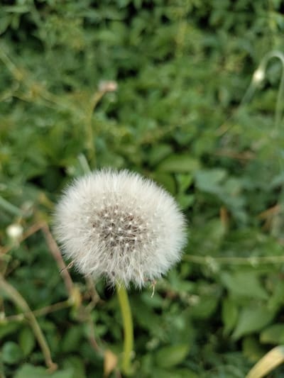 A close-up, vertical shot focuses on a fluffy white dandelion seed head, its delicate parachutes spread wide against a soft-focus background of lush green foliage. The dandelion is the primary subject, positioned slightly to the left of the frame, its intricate structure of seeds and downy hairs clearly visible.

The background consists of various green leaves and stems, some thin and wispy, others broader, creating a natural, outdoor setting. The blurriness of the background suggests a shallow depth of field, emphasizing the sharpness and detail of the dandelion. Subtle hints of light and shadow play across the leaves, suggesting daylight, though the time of day is not precisely discernible. The overall mood is serene and natural, evoking a sense of gentle growth and the ephemeral nature of the dandelion's life cycle.

There are no people, animals, or visible text in the image. The location context of Kudashivka, Ukraine, is external information not directly derivable from the visual content of the photograph itself. The image captures a quiet moment in nature, highlighting the beauty of a common wild plant.