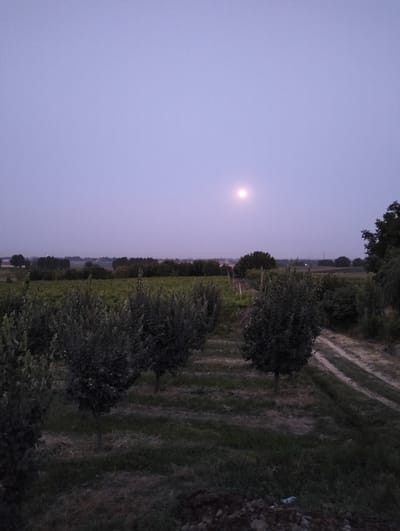 The image depicts a rural landscape at dusk or dawn, with a soft, lavender sky dominating the upper portion. A faint, pale moon is visible in the upper center of the frame, casting a subtle glow. In the foreground, neat rows of young trees, likely an orchard or vineyard, stretch across the scene. Their dark foliage contrasts with the lighter hues of the sky and the dry, grassy ground. A dirt path, showing tire tracks, winds its way through the trees on the right side of the image. In the distance, a line of mature trees forms a dark silhouette against the horizon, suggesting a more established wooded area or a treeline separating fields. The overall atmosphere is serene and peaceful, conveying the quiet stillness of twilight in a rural setting. The location is identified as Aktam (Tashminvody), Uzbekistan. There is no visible text in the image.