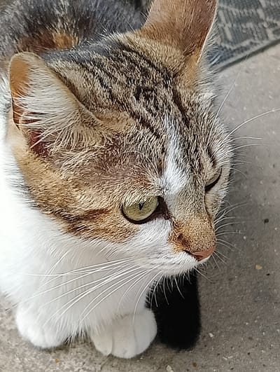 A tricolor domestic cat, displaying white fur on its face, chest, and front paws, with tabby patterns of grey, brown, and reddish-brown on its head, ears, and back, is depicted from a high angle. Its visible left eye shows a green/hazel iris. Numerous long, white vibrissae extend from its muzzle, which features a pinkish-brown nose. A segment of black fur is visible on its front left leg. The cat is positioned on a light grey, textured ground surface, consistent with concrete or pavement, and is oriented with its head looking downwards and to the viewer's right. The scene is illuminated by natural light. The image was captured in Biliaivka, Ukraine.