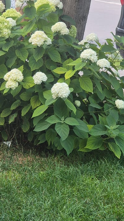 This is a vertical, eye-level outdoor shot of a hydrangea bush with white flowers and green foliage, juxtaposed with a patch of green grass. The bush is dense and full, with numerous spherical white flower clusters. The leaves are a rich green, with some showing a slight yellowing at the edges, suggesting late summer or early autumn. The grass is neatly trimmed and appears healthy. The lighting is bright, indicating it is daytime, likely under sunny conditions. The background shows a hint of a wooden post or fence on the left, suggesting a garden or yard setting. There are no people or discernible activity, the focus being solely on the natural elements. The overall scene evokes a sense of peacefulness and the beauty of nature. No text is visible in the image. The location context provided is Ravda, Bulgaria.