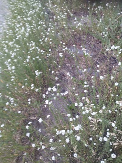 The image depicts a patch of wild flowers with small white blossoms growing amongst green grass and dry foliage. The scene appears to be an unkempt area, possibly a roadside verge or a neglected green space within the city of Sumy, Ukraine. The ground is a mix of soil, gravel, and dead plant matter, indicating a natural, uncultivated environment. There are no people or animals visible in the frame. The lighting suggests it may be daytime, with the overall tone being muted and slightly overcast.