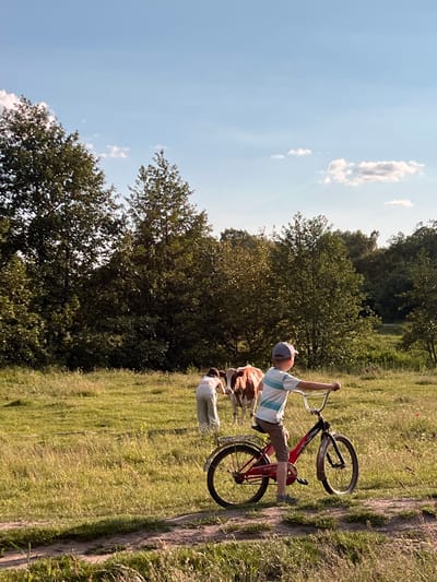In Vertelka, Ukraine, a young boy wearing a blue and white striped t-shirt and a grey baseball cap rides a red bicycle on a dirt path. He is positioned in the foreground, facing right. In the middle ground, two cows, one brown and white and another mostly brown, graze in a grassy field. Behind the field, a dense line of green trees forms a backdrop under a light blue sky with scattered white clouds. The scene is illuminated by natural daylight, casting shadows on the ground.