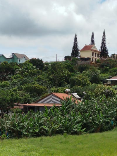 This image depicts a verdant hillside in Xuân Sơn, Vietnam, characterized by lush vegetation and scattered buildings. In the foreground, a bright green grassy field slopes upwards towards a dense canopy of banana trees. Beyond the banana trees, several houses are visible, nestled into the hillside and surrounded by foliage. One house in the mid-ground features a red tiled roof with a distinctive geometric pattern and a solar water heater on its roof. Further up the hill, a cream-colored building with a red tiled roof stands out, flanked by three tall, slender pine trees. This building appears to be a residence, possibly with a veranda or balcony on the upper level, and is enclosed by a low wall and fence. Other structures, including a light green building with a dark roof, are also present, suggesting a residential area. The sky above is overcast with soft, diffused clouds. The overall scene conveys a sense of rural or semi-rural life amidst a natural landscape.