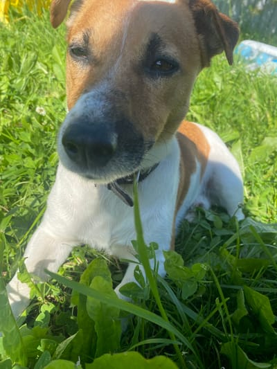 A close-up, low-angle shot captures a Jack Russell Terrier in a grassy area. The dog has tan and white markings and is wearing a dark collar. Its face is turned towards the camera, with its nose and one eye prominently visible. The background consists of lush green grass and clover, with a hint of a blue and white object in the upper right corner, possibly a toy or inflatable pool. The lighting suggests a sunny day. The location is identified as Bol'shoe Zaborod'e, Russia.