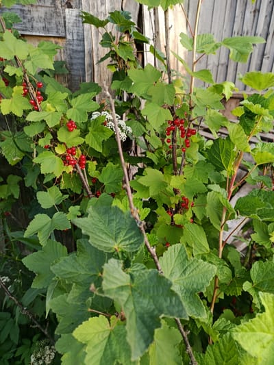 This is a medium close-up, vertical shot of a red currant bush laden with ripe berries. The bush is in full leaf with vibrant green foliage. Clusters of bright red berries are visible on thin stems, interspersed among the leaves. Some small white flowers are also present on a branch, suggesting the plant is still in bloom or has recently flowered. The bush is situated in front of a rustic wooden fence, with vertical planks that appear weathered and gray. The background is softly blurred, with hints of more greenery and possibly other plants. The lighting suggests it is daytime, likely late afternoon given the warm tones and dappled light on the leaves and fence. The overall impression is one of a lush, natural setting, perhaps a garden or the edge of a woodland, evoking a sense of abundance and the summer season. The location is identified as Vereya, Russia. There is no visible text in the image.