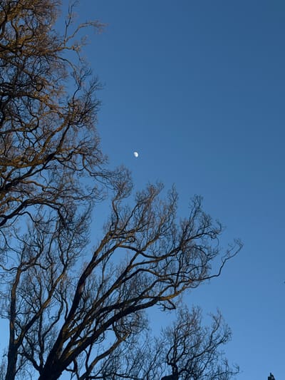 The image depicts a clear blue sky above Bad Nauheim, Germany, featuring a visible waxing crescent moon in the upper-middle left quadrant. The lower half and left side of the frame are occupied by a dense network of bare, dark tree branches belonging to at least two deciduous trees, silhouetted against the bright sky. Some branches exhibit subtle brownish-gold highlights on their upper surfaces, suggesting illumination from an external light source. No people, animals, or man-made structures are present. No specific actions or interactions are discernible.