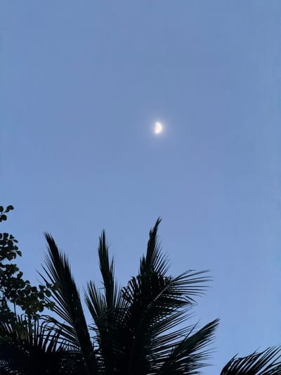 A crescent moon is visible in a clear, pale blue twilight sky, positioned in the upper center of the frame. In the foreground, silhouetted against the sky, are the fronds of a palm tree and some leafy branches on the left. The scene appears to be outdoors, possibly in a tropical setting given the palm trees. The lighting suggests it is either dusk or dawn. Without further context or identifying landmarks, it is impossible to determine if this specific scene is located within the city of Luang Prabang, Laos.