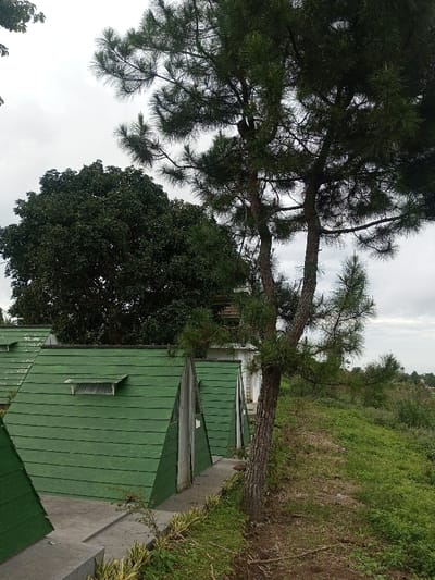 The image displays an outdoor scene in Abbireddygudem, India, under a cloudy, overcast sky. In the foreground and mid-ground, a series of at least three A-frame structures with green, horizontally planked roofs are arranged on a concrete walkway. The front façades of these structures are light-colored, possibly white or light grey, and feature a central vertical entryway. The A-frame closest to the viewer on the left has a small, light-colored, upward-slanted vent or awning near its peak. A prominent pine tree with a textured, multi-trunked base and dark green needle-like foliage stands to the right of the structures, on a grassy slope that extends to the right edge of the frame. In the background, a large, dense deciduous tree with dark green leaves is visible behind the A-frames. A portion of a larger, light-colored building with visible windows is discernible behind the A-frames and trees in the distance. No individuals or animals are present.