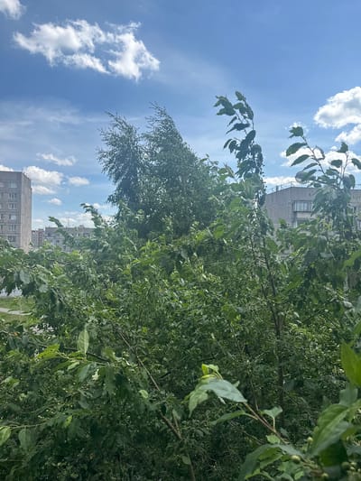 The image shows a view of residential buildings in Magnitogorsk, Russia, from beneath the branches of a leafy tree. The tree's foliage, filled with small green fruits, dominates the foreground and mid-ground, obscuring much of the view. The sky above is a clear blue, with scattered white cumulus clouds. The buildings are multi-story, typical of Soviet-era architecture, with balconies and numerous windows. They appear to be residential apartment blocks. The overall impression is of an urban environment during daylight hours, likely late spring or summer given the lush greenery and the presence of ripening fruit. There are no people visible in the image. The scene evokes a sense of everyday urban life, with nature encroaching on the built environment. The image is captured in portrait orientation, with the camera tilted upwards. There is no visible text.