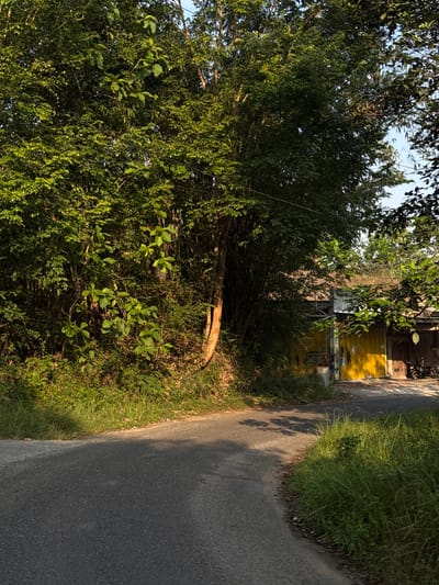 The image depicts a road curving through a rural or semi-rural area in Alian, Indonesia, with lush vegetation bordering the path. On the left, a dense wall of green trees and bushes forms the backdrop, with sunlight filtering through the leaves. A large tree trunk with reddish-brown bark is prominent in the mid-ground, leaning slightly into the scene.
To the right of the road, the scene opens up to reveal a building with yellow doors. The building appears to be a shop or workshop, with a motorcycle parked to the right of the yellow doors. The grass on the right side of the road is tall and overgrown, suggesting a natural or unkempt environment. The road itself is asphalted and appears to be a two-lane road, with shadows from the trees cast across its surface. The sky is visible in the upper right quadrant, appearing clear and blue. The overall impression is one of a peaceful, sun-drenched afternoon in a tropical setting.