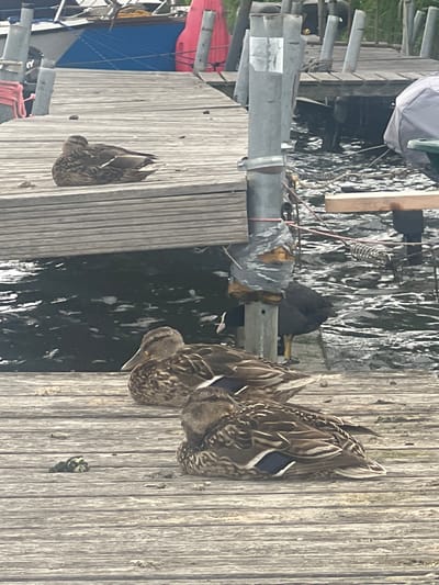 The image depicts a wooden dock at the Schwielowsee, Germany. Three ducks are resting on the dock. In the background, a blue boat with a pink buoy is visible, along with some vegetation. The water is dark and rippling. There are also some metal poles and ropes on the dock, suggesting it is a functional area for boats.