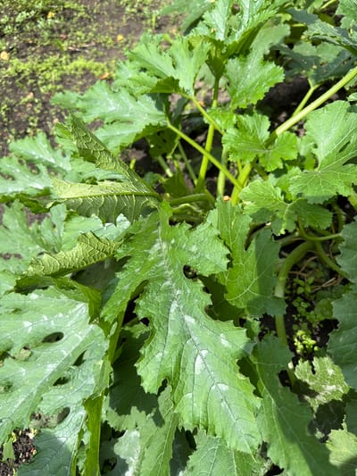 The image shows a close-up view of the large, green leaves of a zucchini plant growing in the soil. The leaves are broad and lobed with serrated edges, and some show signs of damage, with holes and irregular edges. The veins on the leaves are prominent. The background consists of dark soil with patches of green moss or small weeds. The sunlight casts shadows on the leaves, highlighting their texture and the plant's growth. The scene appears to be outdoors in a garden setting. The location is identified as Altayskiye Zori, Russia. There are no people or animals visible in the image, and no specific actions are taking place.