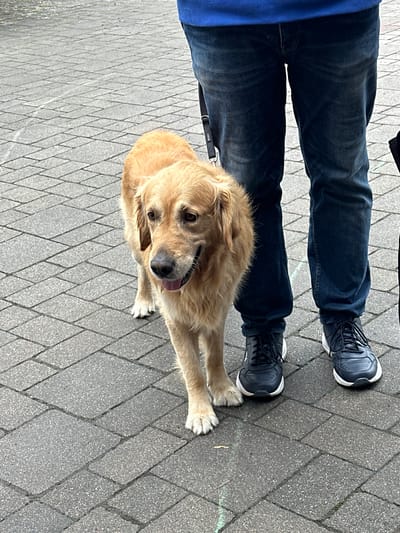 The image depicts an outdoor scene in Deinste, Germany, featuring the lower half of a person and a Golden Retriever dog standing on a paved surface. The person wears dark blue jeans, a visible portion of a blue upper garment, and dark blue sneakers with white soles. A dark leash is attached near the person's left hip, extending towards the dog. The Golden Retriever, with light golden fur, stands to the left of the person's legs, looking slightly towards the viewer with its tongue partially extended. Its front paws are visible. The ground is composed of light grey rectangular interlocking pavers arranged in a herringbone pattern, with faint green chalk marks discernible in some areas.