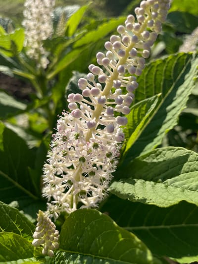 This media file is a close-up, horizontal shot of a flowering plant with a tall, dense spike of white flowers. The flowers are small and delicate, with prominent stamens that are tinged with pink. Some of the flowers are still in bud, appearing as small, pale pink spheres. The plant has large, green leaves that are visible in the background, some of which are in focus and others are blurred. The lighting suggests it is daytime, with sunlight illuminating the flowers and leaves, creating highlights and shadows. The overall impression is one of natural beauty and growth. There is no visible text. The location is contextualized as Izborsk, Russia.