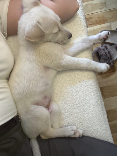 A white puppy sleeps on a fluffy white rug. The puppy is lying on its side with its head resting on a person's leg. The puppy's eyes are closed, and its body is relaxed. In the background, a wooden floor is visible. There are no visible injuries to the puppy. The location is not specified in the image or metadata.