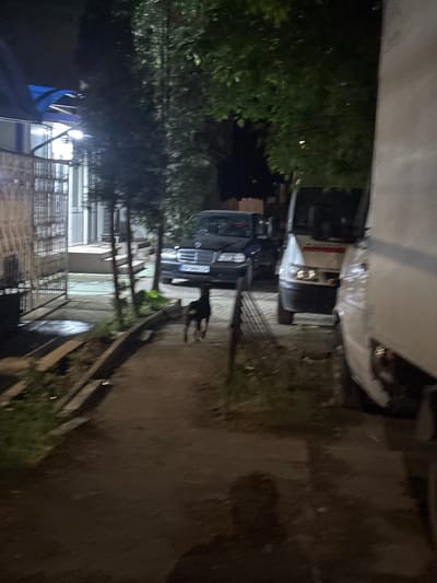 The image shows a dimly lit street scene at night in Lehchevo, Bulgaria. A black car is parked on the side of the road, with its headlights visible. Another car, covered by a white sheet, is parked further ahead. A dark-colored dog stands near the black car. A building with multiple windows and metal railings is visible in the background, partially obscured by trees. The ground appears to be a mix of pavement and dirt, with some vegetation along the edges.