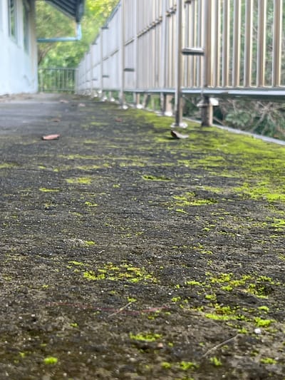 The image depicts a weathered concrete walkway or pathway, possibly elevated, as indicated by the presence of a metal railing and posts along the right side. The walkway is uneven and appears to be outdoors, with patches of green moss or algae growing on its surface. Fallen leaves are also scattered on the ground. In the background, a building with white walls and windows is visible on the left, and lush green foliage suggests a natural, possibly tropical, environment. The overall impression is one of an older, somewhat neglected outdoor area. No people or specific actions are discernible in the image.