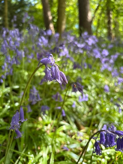 The image shows a close-up of bluebells in what appears to be a forest setting. The flowers are primarily purple and blue in color. Some are in sharp focus, while others in the background are blurred. There are green leaves surrounding the flowers, along with blurred tree trunks in the background. A small insect is visible flying near a bluebell. The location is Thornliebank, United Kingdom.
