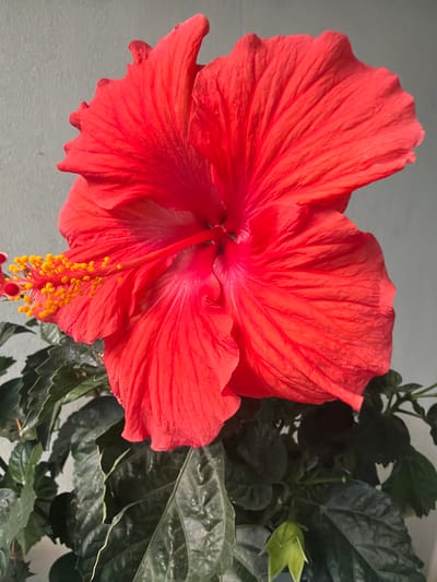 A close-up, eye-level, vertical shot shows a large, vibrant red hibiscus flower in full bloom, with its petals unfurled and slightly ruffled. The stamen, with its bright yellow pollen, extends prominently from the center of the flower. The hibiscus is part of a plant with dark green, glossy leaves visible below the bloom. The background is a plain, light gray wall, suggesting an indoor or sheltered outdoor setting. There are no people or animals present. This image was taken in San Diego, California, United States of America.