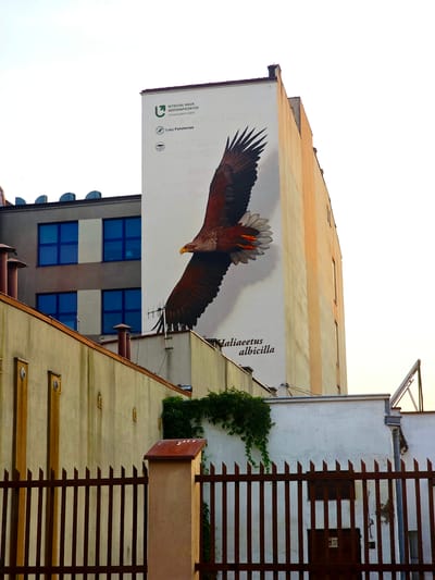 The image depicts a mural of a white-tailed eagle painted on the side of a building. The eagle, with its wings spread, appears to be in mid-flight, with its head angled downwards. The mural is situated on the upper portion of a light-colored building, with an orange-brown colored roofline. Below the mural, the building has a facade with several floors featuring blue-tinted windows.
To the right of the muraled building, another building is visible, with a light-colored exterior and a distinctive reddish-brown slatted fence or architectural element running vertically along its side. Green ivy is growing on this building. The overall scene is an urban environment, likely in Łódź, Poland, given the text on the mural.
Visible text on the mural includes "HALIAEETUS ALBICILLA", which is the scientific name for the white-tailed eagle. There are also Polish phrases and logos: "WYDZIAŁ NAUK GEOGRAFICZNYCH UNIWERSYTET ŁÓDZKI" (Faculty of Geographical Sciences, University of Łódź) and "LASY PAŃSTWOWE" (State Forests).
The lighting suggests it is daytime, with the sky appearing bright and somewhat overcast. The orientation of the buildings and the mural on a vertical surface suggests a typical city street view.