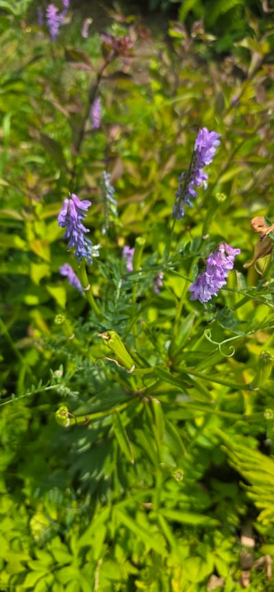 The image depicts a close-up view of blooming Vetch flowers with small, purple-blue blossoms clustered on slender green stems. The flowers are in various stages of bloom, with some fully open and others still in bud. The background is a blur of green foliage, suggesting an outdoor natural setting, possibly a park or garden. There are also some undeveloped seed pods visible on the stems. The lighting indicates it is daytime, with sunlight casting shadows and highlighting the textures of the plants. No people or animals are present in the frame. The location is identified as Vitsebsk, Belarus, implying this is a snapshot of the local flora within the city.