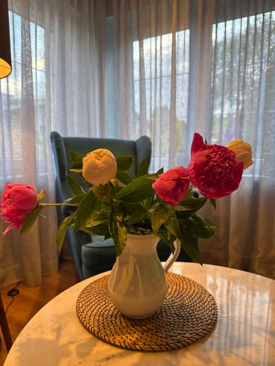 A close-up, eye-level shot showcases a bouquet of peonies in a white ceramic pitcher on a round, light-colored marble table. The pitcher is placed on a woven straw placemat with a black trim. The peonies are a mix of vibrant fuchsia and creamy white. Behind the table, a large window is covered by sheer, light-colored curtains, allowing diffused sunlight to enter, creating a soft glow. A glimpse of a plush, teal armchair is visible through the curtains, suggesting an indoor setting. The flooring appears to be polished wood. The scene is well-lit, with the light source likely originating from the window and possibly an unseen lamp to the left, indicated by a partial view of a lampshade. The image does not depict any people or animals. There is no visible indication of the city of Carnikava, Latvia.