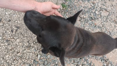In Buguruslan, Russia, a dark-colored dog is being petted by a person's hand. The dog's head is turned upwards, and its ears are perked. The ground is covered with small gravel and pebbles. The scene is captured from a high-angle perspective, looking down on the dog and the hand.