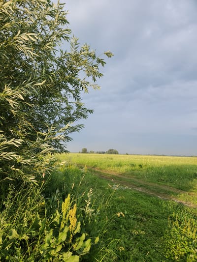 The image depicts a serene natural landscape, likely in Atameken, Kazakhstan. The scene is divided into two main parts: the foreground dominated by lush green foliage and the background showcasing a vast, open field under a clear sky.

In the foreground, dense green branches of a tree with elongated, silvery-green leaves occupy the left side of the frame. The leaves are detailed, showing their texture and the way they catch the light. To the right of the tree, a variety of other green plants and grasses are visible, some with tall, delicate seed heads or flowering stalks. One prominent plant features a cluster of yellow flowers or seed pods.

The background reveals a wide expanse of a green field, possibly a meadow or agricultural land, stretching towards the horizon. A dirt path or track meanders through the field, hinting at access or travel. The field is dotted with small white flowers, adding a delicate texture to the verdant expanse. The horizon line is sharp, separating the field from the pale blue sky, which is streaked with subtle, wispy clouds. The overall impression is one of a peaceful, rural setting.

The lighting suggests it is either early morning or late afternoon, with the sun casting a warm glow on the foliage and highlighting the textures of the plants. The weather appears to be clear and pleasant. There is no visible text in the image. The scene evokes a sense of tranquility and the beauty of nature.