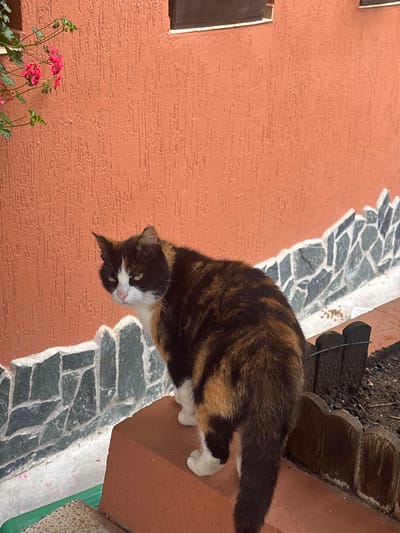 A tortoiseshell cat with white paws and chest is positioned on a raised brick ledge. The cat is looking to the left with a slightly tilted head. Behind the cat, a textured orange wall features a decorative stone border. In the upper left corner of the image, pink flowers on a green stem are visible. The scene appears to be outdoors, with hints of a garden or courtyard setting. The overall impression is one of a domestic animal in a simple, outdoor environment. This image was taken in Kostenets, Bulgaria.