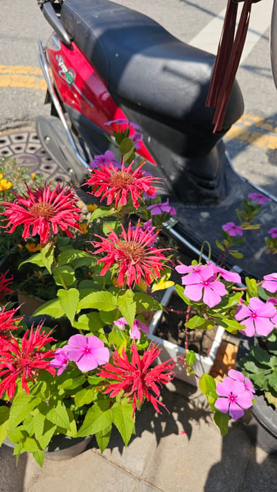 The image shows a close-up view of a red motorcycle seat with a potted plant in front of it. The plant has several bright red, spiky flowers and smaller pink flowers. The motorcycle is parked on a paved surface, possibly a street, with yellow lines visible on the ground. The lighting suggests it is daytime, with bright sunlight casting shadows. The setting appears to be outdoors in an urban or suburban area, with the reference to Asan-si, South Korea, providing a specific location context. There is no clear activity or event taking place, but the arrangement of the motorcycle and the plant suggests it might be a personal setup or display. A small silver emblem with green lettering is visible on the red part of the motorcycle. The overall impression is a sunny day with a focus on the vibrant colors of the flowers against the backdrop of the motorcycle and pavement.