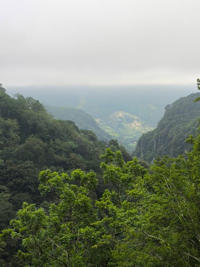 The image depicts a lush, green mountainous landscape. In the foreground, vibrant green foliage from large trees dominates, with some branches extending into the frame. The midground reveals a deep valley carved into the mountainside, heavily forested with trees of varying shades of green. The valley floor shows signs of human habitation with a small cluster of structures visible, illuminated by natural light. The background consists of more rolling hills and mountains shrouded in a light mist or fog, creating a soft, hazy atmosphere that obscures distant details and blends into the overcast sky. The overall impression is one of a remote, verdant natural environment with a hint of a settled area within the valley. The location is identified as Gaghma Nogha, Georgia.
