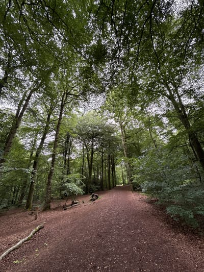 This media file captures a serene view of a woodland path within a dense forest, likely in Penn, United Kingdom. The image, which appears rotated, shows a wide, unpaved path made of reddish-brown dirt or compacted earth, strewn with fallen leaves and small stones. This path extends from the foreground and recedes into the distance, suggesting a walking or hiking trail.

Flanking the path and dominating the scene are numerous tall, deciduous trees with abundant, vibrant green foliage. Their sturdy trunks rise towards a dense canopy, through which patches of bright, overcast sky are visible, indicating diffused daylight. The intricate network of branches and leaves filters the light, creating a dappled effect. The overall impression is one of lush, healthy woodland.

No people or specific activities are depicted, emphasizing the quiet solitude and natural beauty of the environment. The overcast weather conditions contribute to the soft, even lighting across the scene. The setting evokes feelings of peace and tranquility, characteristic of a quiet stroll through nature. There is no visible text in the image.