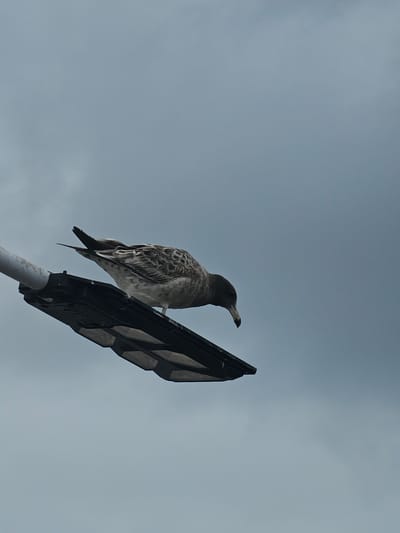 A seagull is perched on a modern, black street lamp that is mounted on a white pole. The lamp is angled upwards against a pale, overcast sky. The seagull is facing to the right, with its head lowered as if looking down. Its plumage is mottled with brown and white. The street lamp has a segmented, hexagonal lens pattern. The scene appears to be an outdoor urban setting.