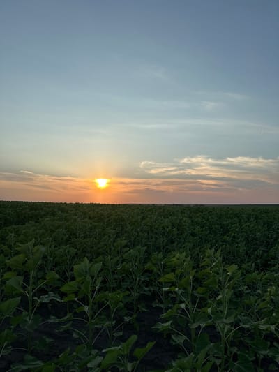 A wide shot captures a vast field of young, green sunflower plants under a twilight sky. The sun, partially obscured by clouds, is setting on the horizon, casting a warm orange glow across the sky and illuminating the landscape. The sky transitions from a pale blue at the top to hues of orange and pink near the horizon, with scattered wispy clouds. The foreground is dominated by the dense, verdant sunflower field, with individual plants clearly visible, their leaves reaching upwards. The soil beneath the plants is dark and appears to be freshly tilled or cultivated. The scene conveys a sense of natural beauty and the peaceful end of a day in a rural setting.