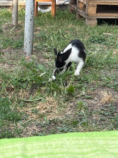 The image depicts a black and white cat lying in the grass next to a wooden structure. The cat is curled up, appearing relaxed, with its head tucked towards its body. Green foliage, dry grass, and soil are visible in the background, suggesting an outdoor setting. To the left of the frame, a portion of a wooden structure, possibly a fence or a small shelter, is visible. A metal pole with a rusty texture stands in the lower left quadrant. A bright green fabric or surface occupies the right side of the image, partially obscuring the natural environment. The lighting suggests it is daytime. The overall scene conveys a sense of quiet outdoor activity, with the cat resting in its environment. No text is visible in the image. The location context is Bohunove, Ukraine.