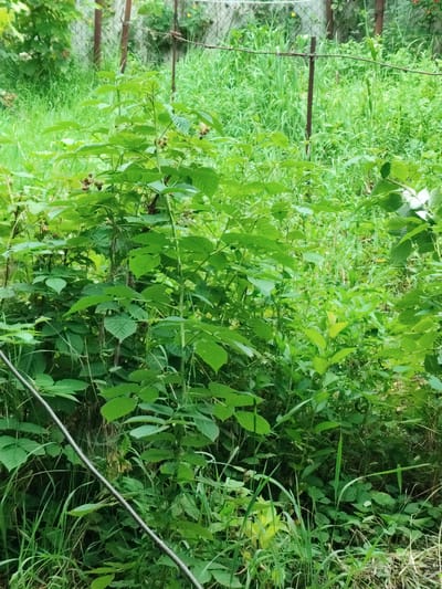 The image depicts an overgrown outdoor area with dense green foliage. A wire runs diagonally across the foreground from the lower left to the upper right. In the middle ground, there are several raspberry bushes, some bearing unripe berries. Behind the bushes, a chain-link fence is visible, supported by rusted metal posts, suggesting a boundary or enclosure. The background consists of tall, wild grasses and other vegetation, indicating a natural or uncultivated space. The scene appears to be located in a rural or semi-rural setting, possibly a backyard or undeveloped lot, in Znamenskiy, Russia. There are no people or animals present.