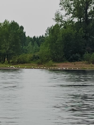 The image depicts a natural scene with a body of water in the foreground and a tree-lined bank in the background. Several birds, likely gulls or terns, are scattered along the shoreline. The water's surface shows ripples, indicating a gentle movement. The bank is covered with short, dry grass and a few scattered bushes, leading up to a dense forest of deciduous and coniferous trees. The sky is overcast, suggesting a cloudy or overcast day. The overall impression is one of a serene, natural environment, possibly during the daytime. There is no visible text in the image. The location context of Ol'khovskoye, Russia, implies a temperate climate. The scene is tranquil and undisturbed, with the birds peacefully resting near the water's edge.