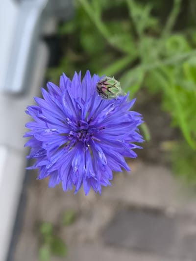 A close-up shot focuses on a single, vibrant purple cornflower bloom. The flower's petals are thin and elongated, creating a starburst effect. To the upper right of the main bloom, a smaller, unopened bud is visible, its green sepals tinged with pink. The background is softly blurred, with hints of green foliage and a textured, muted surface, possibly a path or patio. The overall impression is one of natural beauty and delicate detail. No specific location in Alkmaar, Netherlands, is identifiable from the image.
